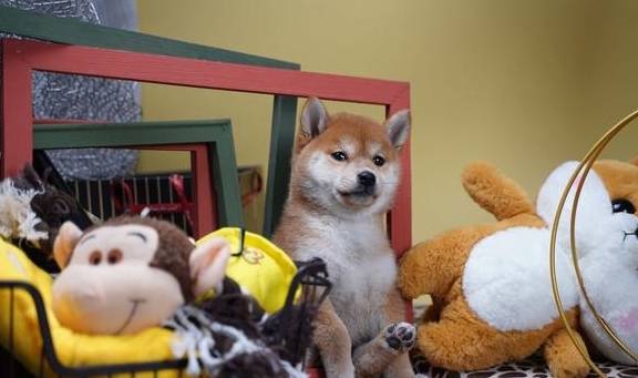 柴犬價格大概是多少？千元以內可以買到純血統的柴犬嗎？